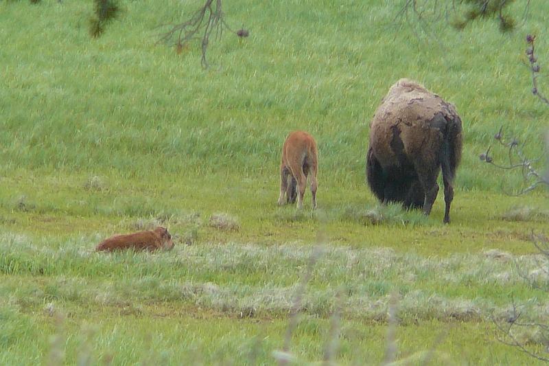 Bison and babies 3.jpg - Momma Bison and her calf.  I think the second calf belongs to a friend.  Bison calves are called "Red Dogs" by the locals.
